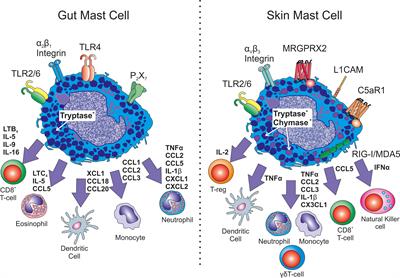 Mast cell tissue heterogeneity and specificity of immune cell recruitment